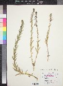 Lobelia fenestralis image